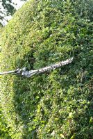 Using long handled petrol driven hedge cutter with long blade to trim a Crataegus monogyna hedge in August