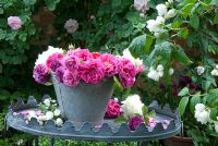 Rosa 'Madame Isaac Pereire', 'Cardinal Richelieu', 'Jacques Cartier', 'White Cockade' displayed on table with Philadelphus