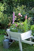 Vintage wheelbarrow planted with Delphinium, Rosa, Penstomen, Dianthus, Lavandula and Nemesia