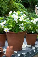 White Begonia semperflorens in terracotta pots displayed on table