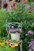 Bucket of cut flowers on old chair -Dianthus, Dahlias, Nigella, Centurea cyanus, Phlox and Calendula officinalis