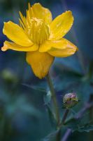 Trollius 'Golden Queen' 