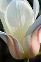 Tulipa kaufmanniana