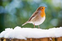 Robin perched on a snow covered tree trunk