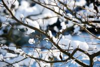 Snow laden Stewartia pseudocamellia branches at RHS Wisley 