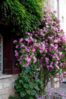 Rosa 'Zepherine Drouhin'