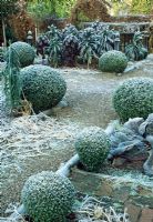 View across the vegetable garden with box balls and bed of frosted Kale 'Cavolo Nero' and 'Red Bor' in background - Veddw House garden, Monmouthshire 