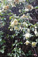 Clematis cirrhosa var. balearica blooming in December on a south facing wall