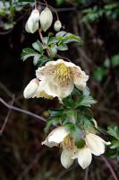 Clematis cirrhosa var. balearica blooming in December on a south facing wall