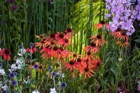 Echinacea 'Art's Pride' in mixed border