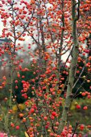 Malus 'Adirondack' - fruits in winter