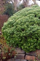Hebe cupressoides 'Boughton Dome' growing in rockery