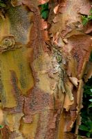Pinus heldreichii var leucodermis 'Compact Gem'