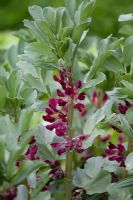 Vicia faba - Crimson flowered broad beans 