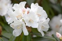 Rhododendron 'Helene Schiffner' 