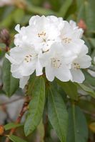 Rhododendron 'Helene Schiffner' 