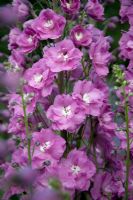 Delphinium 'Langdons Royal Flush'