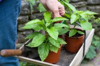 Planting pot grown Capsicum - Sweet Peppers