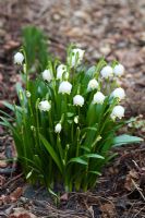 Leucojum vernum