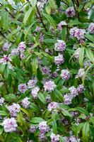 Daphne bholua 'Jacqueline Postill'