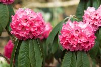 Rhododendron lanigerum