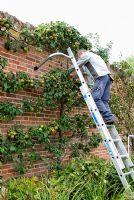 Man working on safety ladder pruning espalier Malus 'Winter Majetin' - Felbrigg Hall, Norfolk