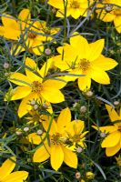 Coreopsis verticillata 'Zagreb' 