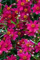 Coreopsis verticillata 'Limerock Ruby' 