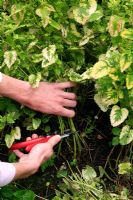 Cutting back the scorched leaves of variegated Melissa - Lemon balm in midsummer to encourage fresh new shoots to form