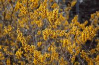 Hamamelis 'Brevipetala'