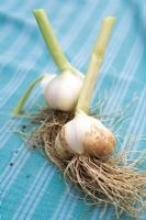 Garlic 'Solent Wight'