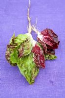 Salad leaves 'Paco Rossa Bella' on purple fabric