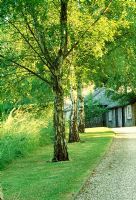 Formal row of silver birch trees lining gravel drive with well maintained lawn bordering long grass and wild flower area - Garden House, Eartham