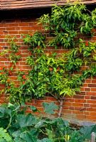 Prunus persicus - Peach tree trained against brick wall in potager. Drummond Castle