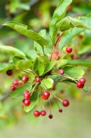 Malus sargentii fruits