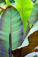 Ensete ventricosum 'Maurellii' with Musa basjoo. Clare College Fellows' Garden, Cambridge