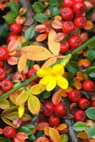 Jasminum nudiflorum growing over Cotoneaster horizontalis with berries in autumn