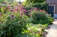 Vegetable garden with block plantings of Dahlia 'Blue Jewel'
