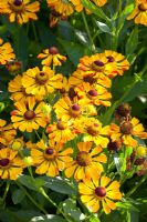 Helenium 'Rauchtopas'