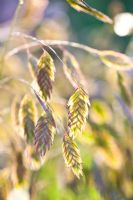 Chasmanthus latifolium - Inland sea oats, River oats