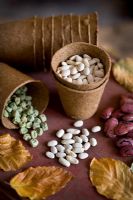 Seeds in biodegradable planting pots with Fagus - Beech leaves in autumn. Runner bean 'Prizewinner Stringless', French Bean 'Blue Lake', Pea 'Kelvedon Wonder'
 