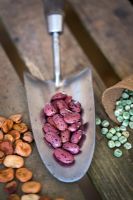 Stainless steel trowel with Runner bean seed 'Prizewinner stringless', Pea 'Kelvedon Wonder' seeds and Broad Bean