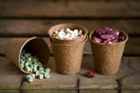 Seeds in biodegradable planting pots on a vintage wooden surface. Runner bean 'Prizewinner Stringless', French Bean 'Blue Lake', Pea 'Kelvedon Wonder'