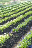 Hyacinth fields for bulb production on the fens in Cambridgeshire. The National Collection of Hyacinthus orientalis held by Alan Shipp