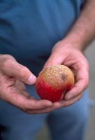 Gloeosporium - Brown rot on an apple