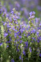 Hyssopus officinalis ssp. aristatus - Rock Hyssop