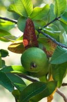 Psidium guajava - Apple guava fruit 