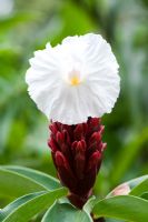 Costus speciosus - Crepe Ginger flower