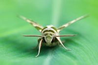 Daphnis nerii - Oleander Hawk moth on leaf