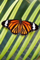 Danaus genutia - Striped tiger butterfly 